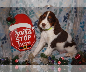 English Springer Spaniel Puppy for sale in HARRAH, OK, USA
