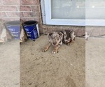 Small #5 Catahoula Leopard Dog
