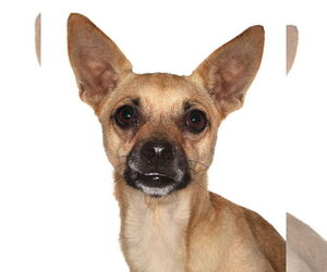Chihuahua Dogs for adoption in Oakland Park, FL, USA