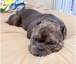 Small #2 American Staffordshire Terrier-Bulldog Mix