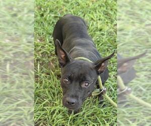American Staffordshire Terrier Dog for Adoption in Fort Lauderdale, Florida USA