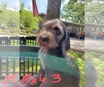 Small #16 Poodle (Standard)-Wirehaired Pointing Griffon Mix