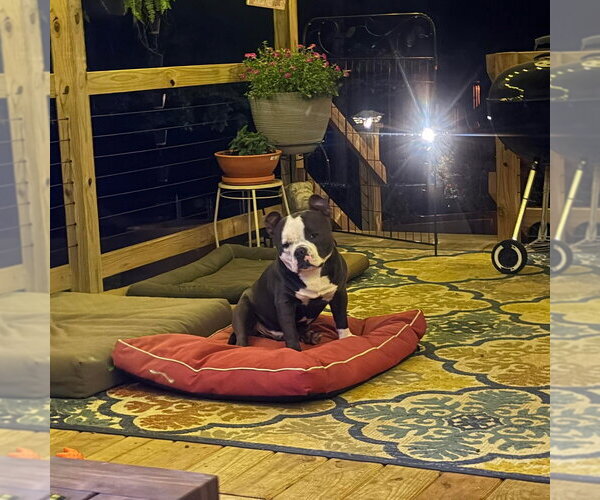 Medium Photo #3 American Pit Bull Terrier Puppy For Sale in Evansville, IN, USA