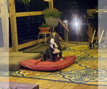 Small #2 American Pit Bull Terrier
