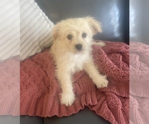 Chihuahua-Poodle (Toy) Mix Puppy for sale in CASTLE HAYNE, NC, USA