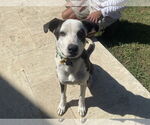 Small #6 Borador