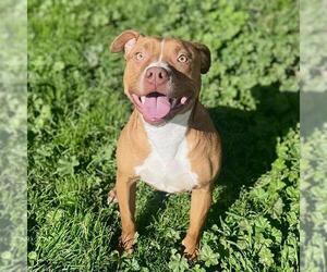 American Pit Bull Terrier Dogs for adoption in Modesto, CA, USA