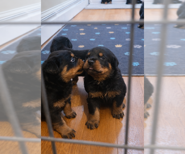 Medium Photo #5 Rottweiler Puppy For Sale in WILLINGTON, CT, USA