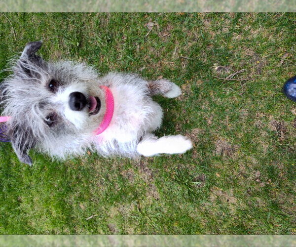 Medium Photo #3 Jack Russell Terrier-Unknown Mix Puppy For Sale in Mukwonago, WI, USA