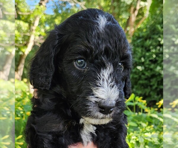 Medium Photo #4 F2 Aussiedoodle Puppy For Sale in COLUMBIA, TN, USA