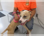 Small #1 American Pit Bull Terrier