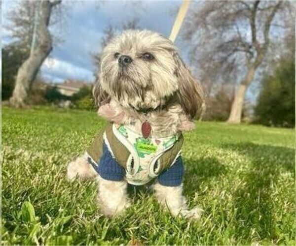 Medium Photo #1 Shih Tzu Puppy For Sale in ANTELOPE, CA, USA