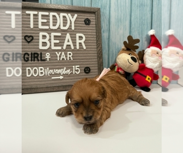Medium Photo #2 Zuchon Puppy For Sale in NEW YORK MILLS, MN, USA