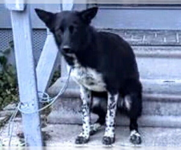 Medium Photo #1 German Shepherd Dog-Unknown Mix Puppy For Sale in Houston, TX, USA