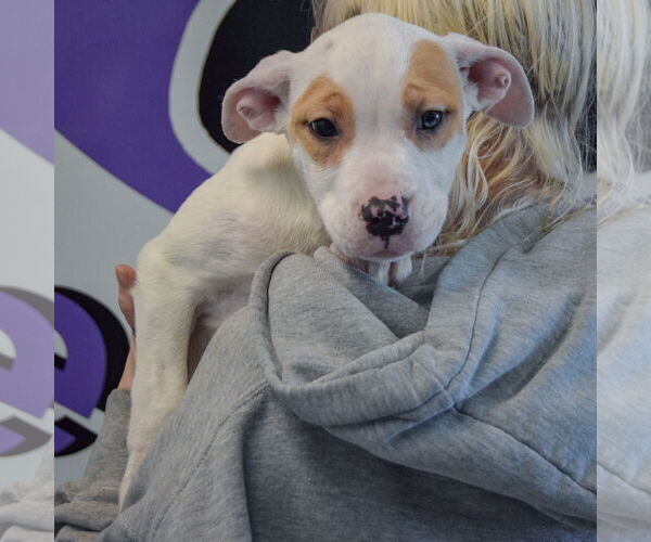 Medium Photo #4 American Bulldog-American Staffordshire Terrier Mix Puppy For Sale in Huntley, IL, USA