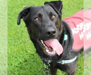 Labrador Retriever-Unknown Mix Dogs for adoption in Santa Rosa, CA, USA