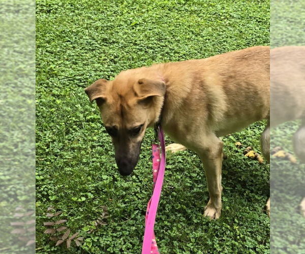 Medium Photo #6 German Shepherd Dog-Unknown Mix Puppy For Sale in Winston Salem, NC, USA
