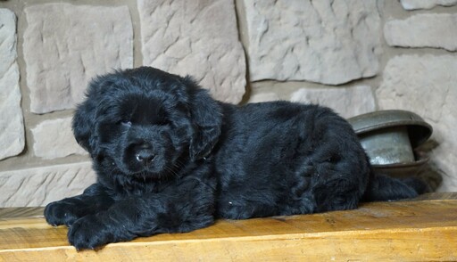 Medium Photo #1 Newfoundland Puppy For Sale in FREDERICKSBG, OH, USA