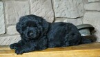 Small Photo #1 Newfoundland Puppy For Sale in FREDERICKSBG, OH, USA