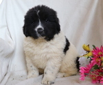 Small Photo #1 Newfoundland Puppy For Sale in SHILOH, OH, USA