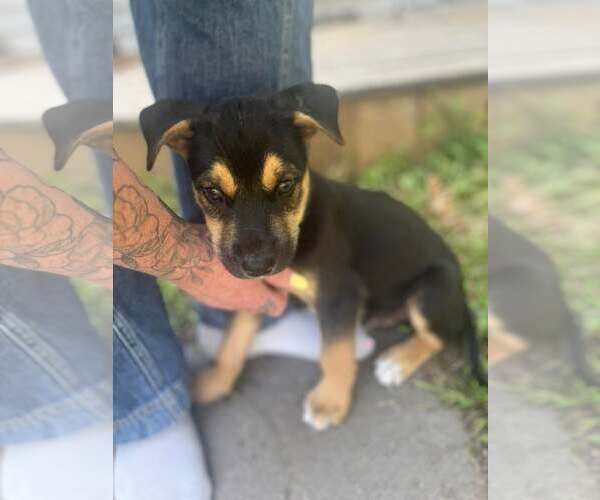 Medium Photo #3 Gerberian Shepsky Puppy For Sale in Oro Medonte, Ontario, Canada