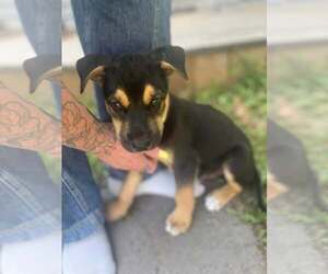 Smoke - Male Gerberian Shepsky Dog for Adoption - Photo #3