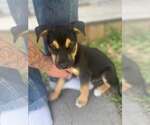 Small #2 Gerberian Shepsky