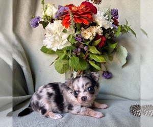 Chihuahua Puppy for sale in NEWVILLE, PA, USA
