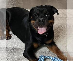 Bartleby - Adopted! - Female Rottweiler Dog for Adoption - Photo #4