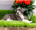 Small #2 Great Dane