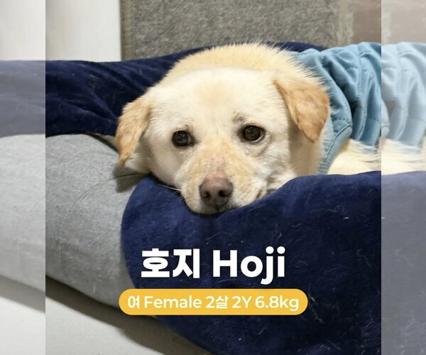 Medium Photo #2 Unknown-pomeranian spitz Mix Puppy For Sale in Agoura Hills, CA, USA