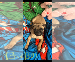 Small #1 Pug