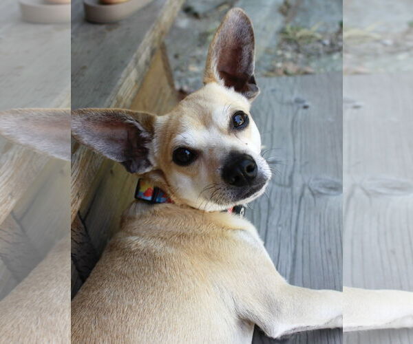 Medium Photo #1 Chihuahua Puppy For Sale in Sandy, UT, USA