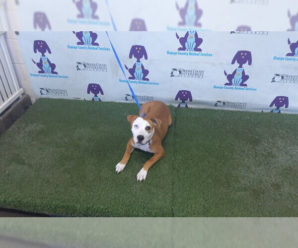 Medium Photo #1 Mutt Puppy For Sale in Orlando, FL, USA