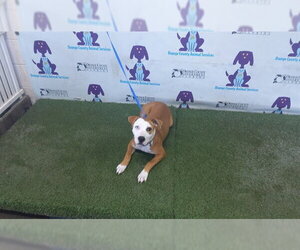 Mutt Dogs for adoption in Orlando, FL, USA