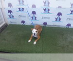 Small Mutt