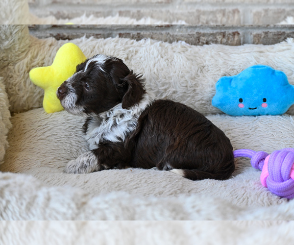 Medium Photo #3 Havapoo Puppy For Sale in GUTHRIE, KY, USA