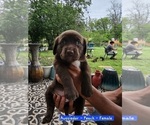 Small #3 Sheprador