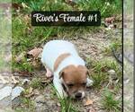 Puppy Female 1 Jack Russell Terrier