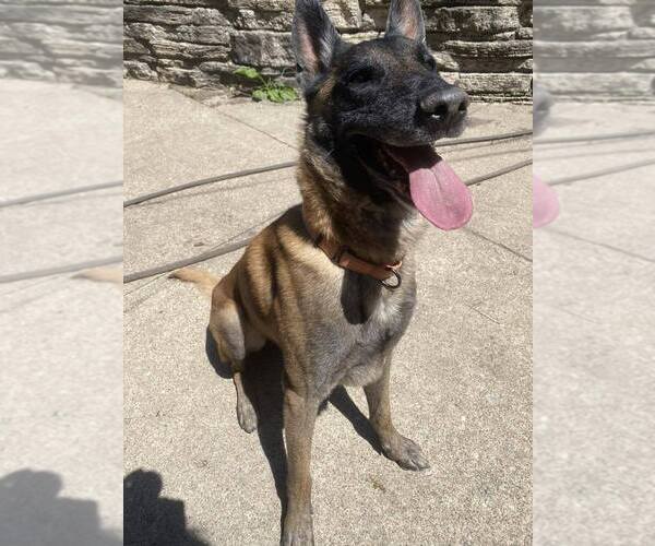 Medium Photo #4 Mutt Puppy For Sale in Imlay City, MI, USA