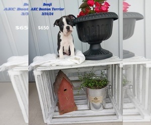 Boston Terrier Puppy for sale in TOPEKA, IN, USA