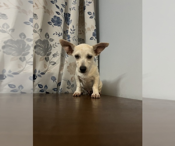 Medium Photo #22 Chihuahua Puppy For Sale in DURHAM, CT, USA