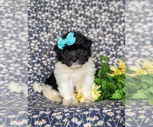 Havanese-Poodle (Toy) Mix Puppy for sale in ELKTON, MD, USA