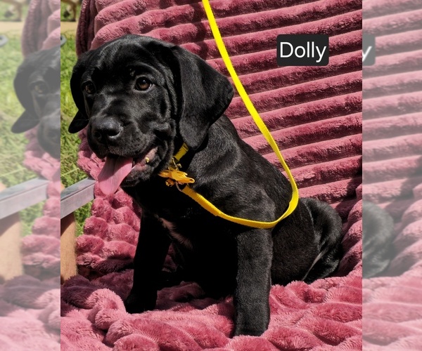 Medium Photo #1 Cane Corso Puppy For Sale in MINERAL WELLS, WV, USA