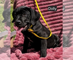 Cane Corso Puppy for sale in MINERAL WELLS, WV, USA