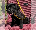 Image preview for Ad Listing. Nickname: Dolly