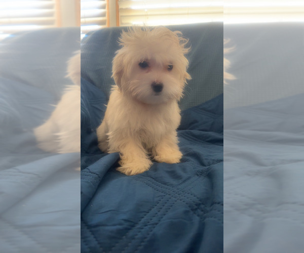 Medium Photo #19 Maltipoo (Miniature) Puppy For Sale in HIGH POINT, NC, USA