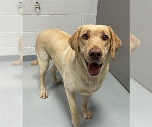 Labrador Retriever Dogs for adoption in St. Cloud, FL, USA