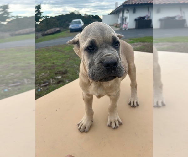 Medium Photo #40 Cane Corso Puppy For Sale in OCEANSIDE, CA, USA