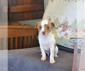 Chihuahua Puppy for sale in MOUNT AIRY, NC, USA